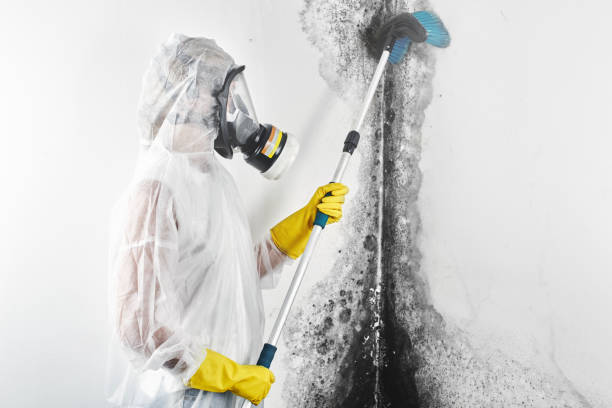 Best Comprehensive Air Testing for Mold Contaminants  in Oak Ridge, TN