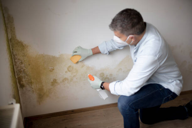 Best Post-Construction Mold Inspection  in Oak Ridge, TN