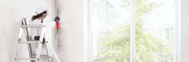 Best Mold Damage Restoration  in Oak Ridge, TN
